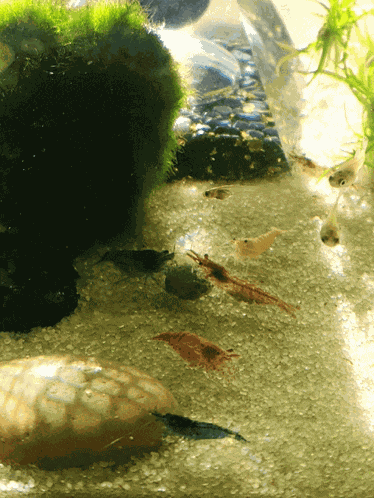 Rainbow Shrimp Neocaradina GIF
