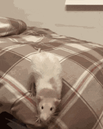 Rat Attack Have At Thee GIF GIF