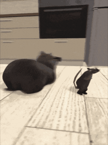 Rat Dance Cool Cat GIF