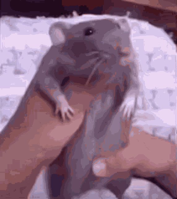 Rat Dancing Rat GIF