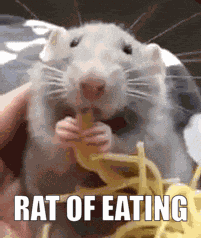 Rat Funny GIF