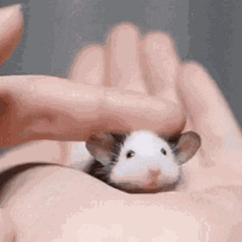 Rat Pet GIF