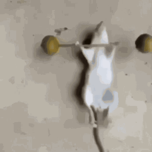Rat Rat Lift GIF