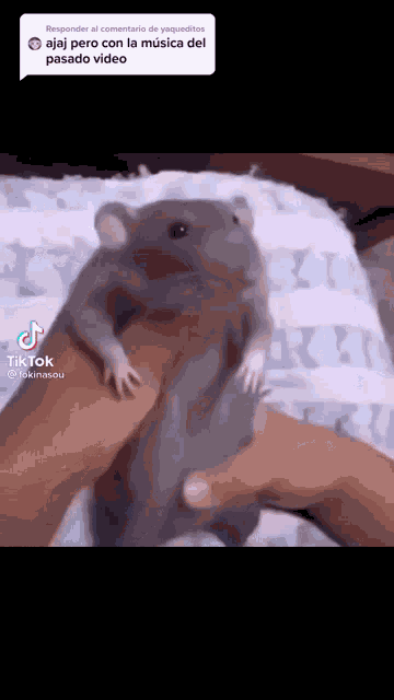 Rat Ratatouille GIF