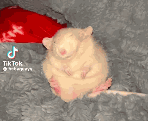 Rat Rats GIF