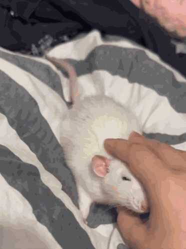 Rat Rats GIF