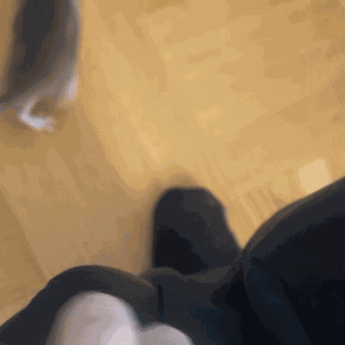 Rat Rats GIF