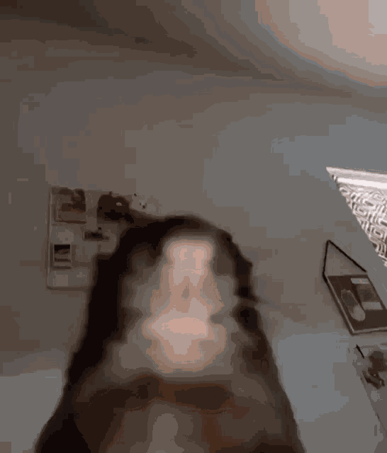 Rat Rodent GIF GIF