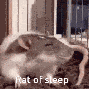 Rat Sleep GIF