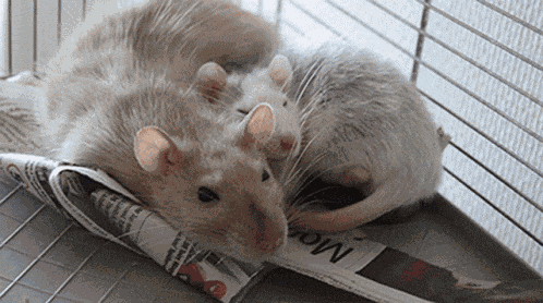Rat Sleeping GIF