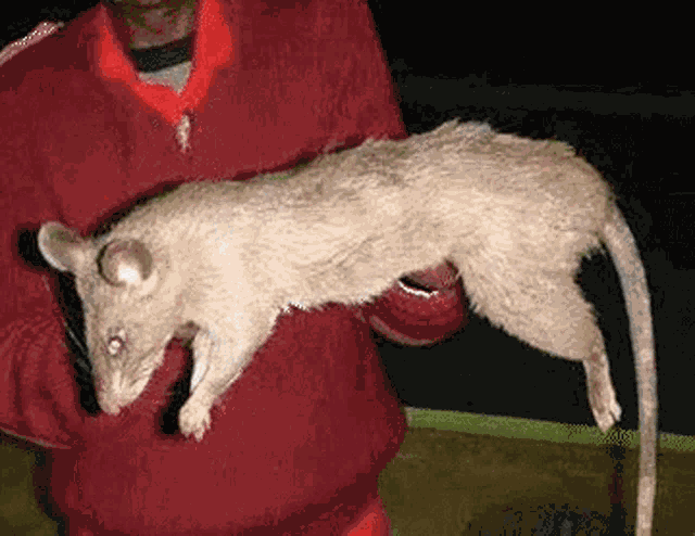 Rat Taille GIF