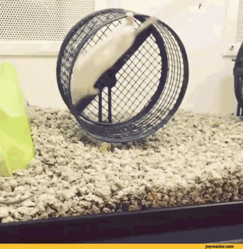 Rat Wheel GIF