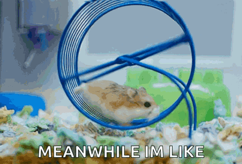 Rat Wheel GIF