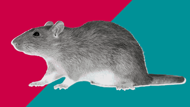 Rats GIF
