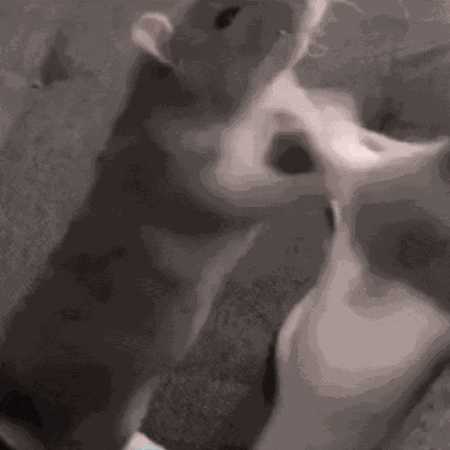 Rats Fighting Angry GIF