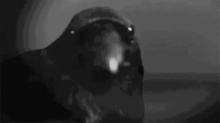 Raven Animals GIF