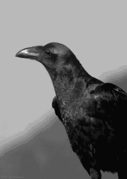 Raven GIF