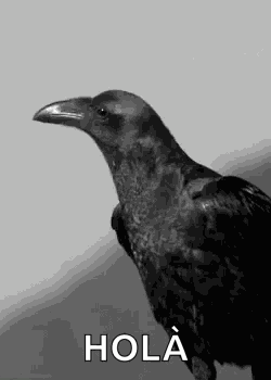 Raven GIF