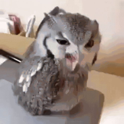 Rda Comedia GIF