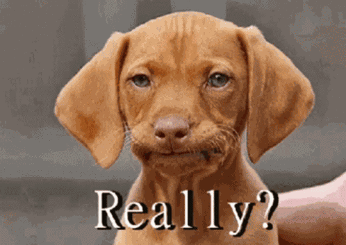Really Dog GIF