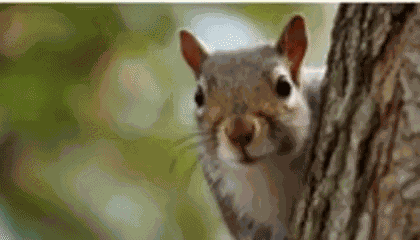 Rebeccamsauve Becca Streaming Today Squirrel Nuts Twitch GIF