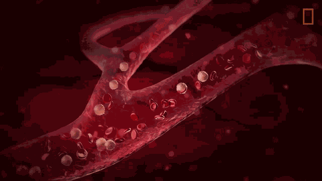Red Blood Cells National Geographic GIF