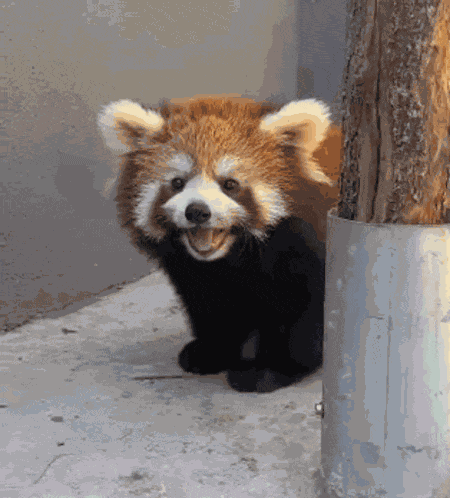 Red Panda Cute GIF