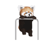 Red Panda Exercise Sticker