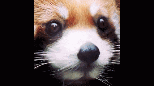 Red Panda Ptsd GIF