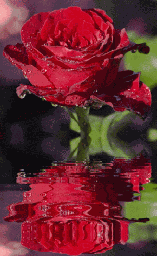 Red Rose In Water5 Red Love GIF