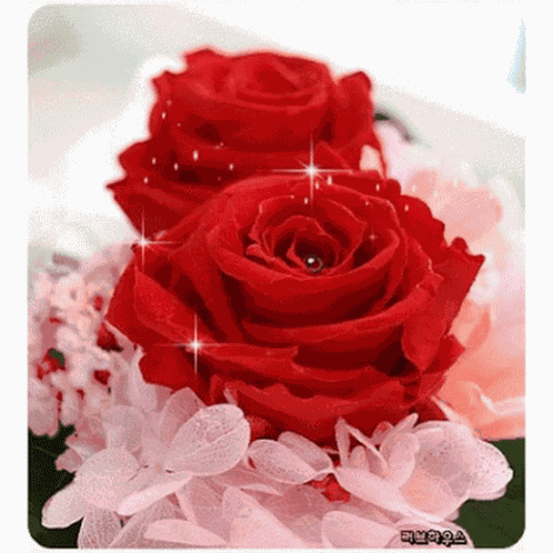 Red Rose GIF