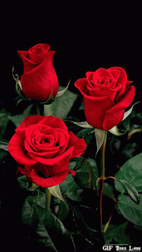 Red Roses Flowers GIF
