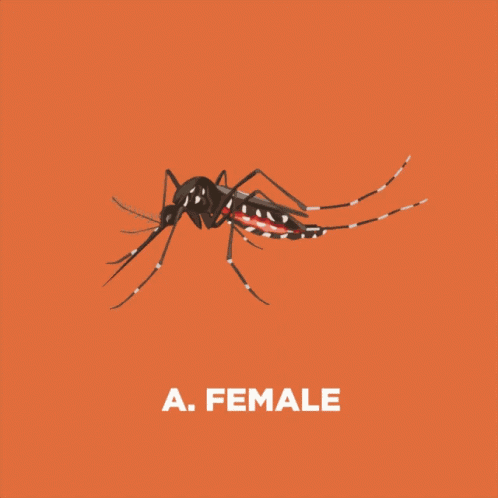 Red2mozzie Female GIF