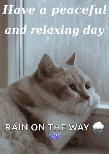 Relaxing Day Cute Cat GIF