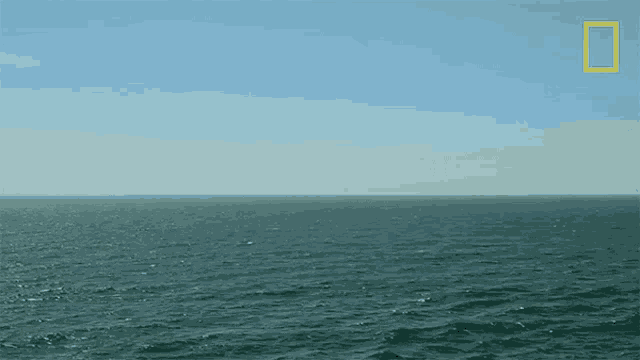 Relaxing View When Sharks Attack GIF