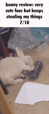 Ren Ren Rabbit GIF