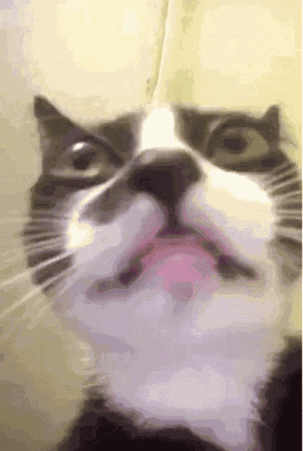 Repulsed Cat Cringe Cat GIF