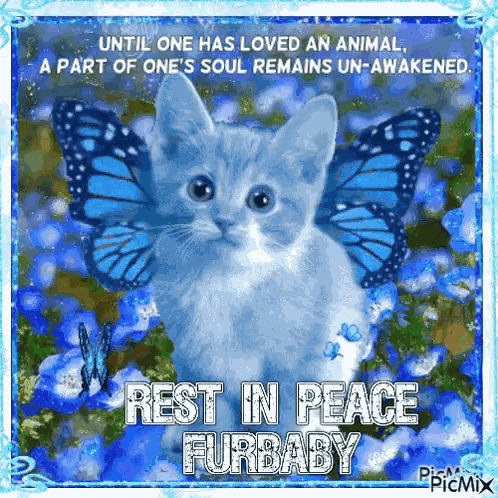 Rest In Peace Message Fur Baby Condolences GIF