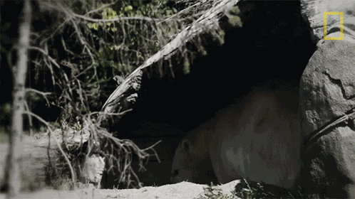 Resting Secrets Of The Zoo GIF