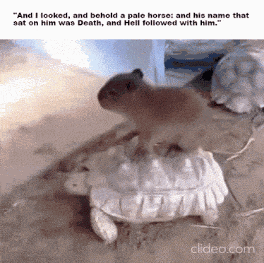 Revelations Capybara GIF