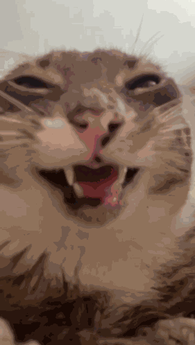 Rigby Cat Rigby The Cat GIF