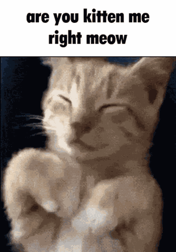 Right Meow GIF