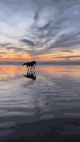 Rod Wave Horse Horse Rod Wave GIF