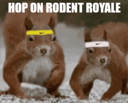 Rodent Rodentroyale GIF