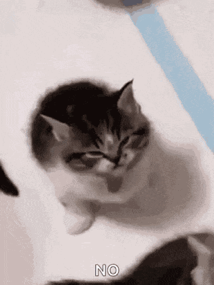Roflandz Mad Kitten GIF