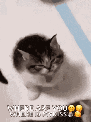 Roflandz Mad Kitten GIF