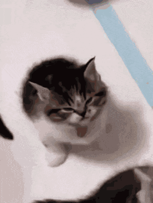 Roflandz Mad Kitten GIF