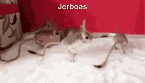 Roingus Jerboa GIF