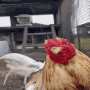 Rooster Peck GIF