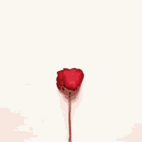 Rose Cœur Rouge GIF